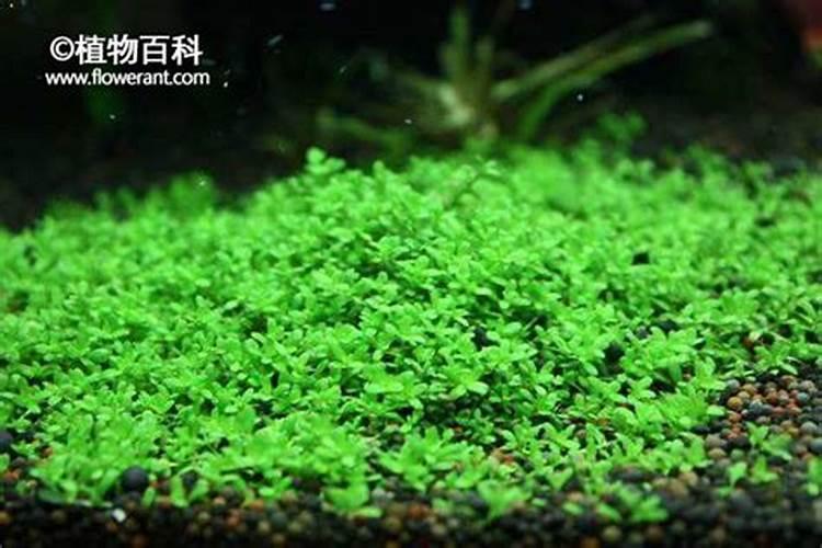 矮珍珠多久开始爬满缸