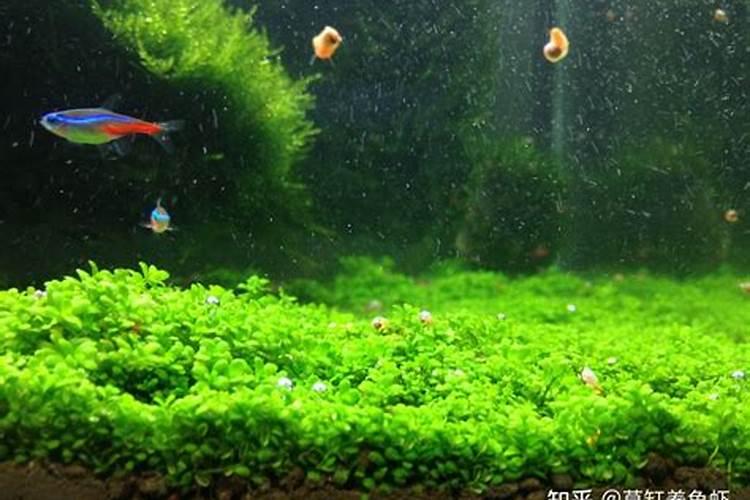 鱼缸种草几天能长出来呢？需要什么肥料吗？
