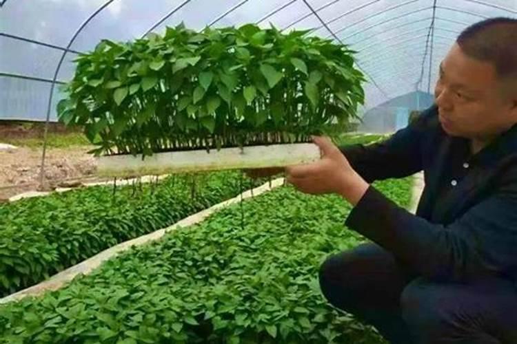 辣椒育苗用什么肥料 辣椒育苗方法步骤