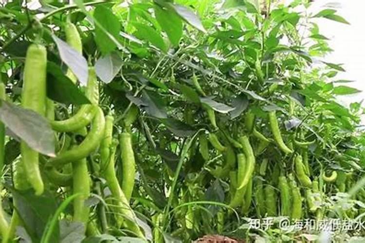 辣椒施肥用什么化肥好,什么时候施肥效果好