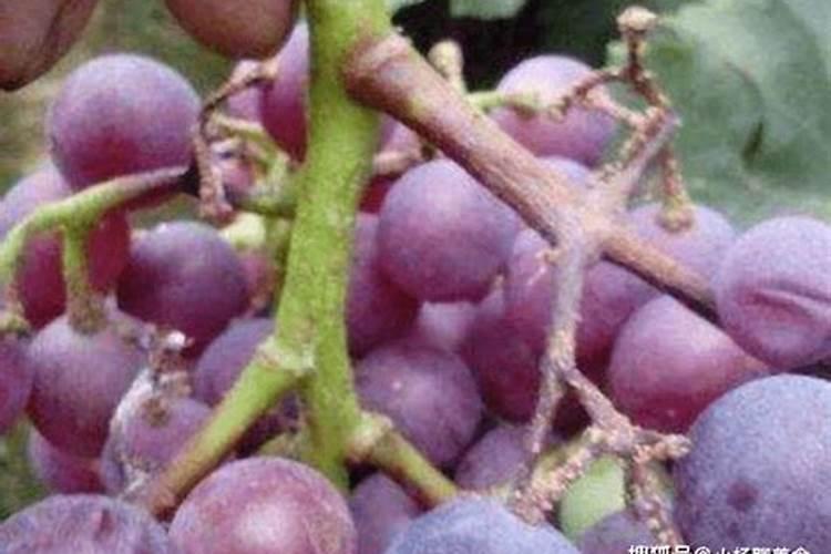 葡萄膨大期用什么肥料