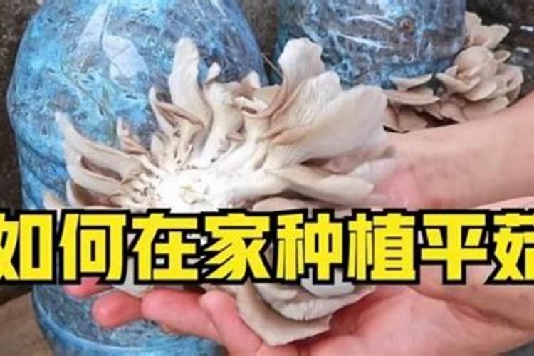 平菇种植常见误区是什么