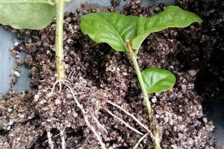 生根粉直接兑水浇上可以吗生根粉放水里几天还可以用吗