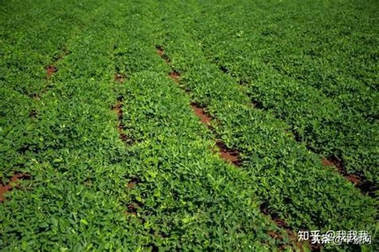 花生用什么叶面肥好 花生施肥注意事项