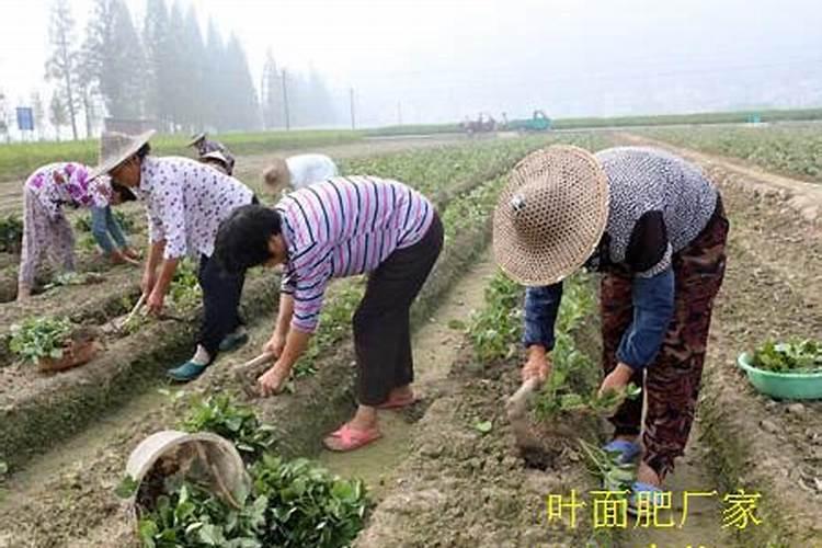 花草的氮肥有哪些