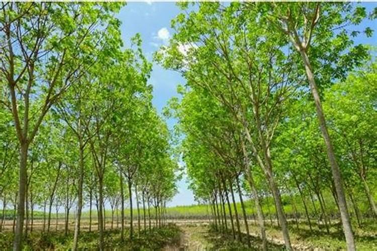 杨树什么时候施肥 杨树哪时候施肥比较好