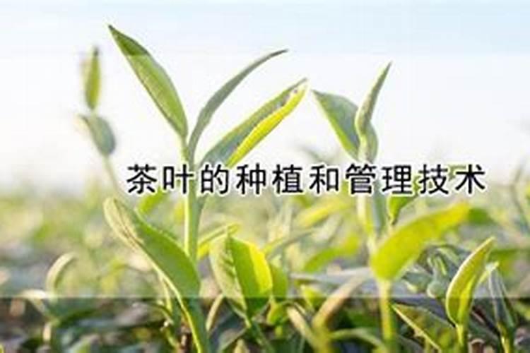 单丛茶是如何做的