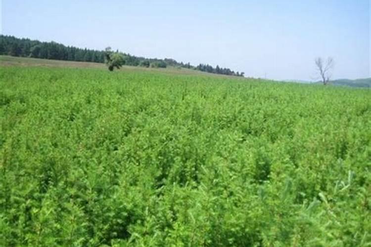 落叶松枝可以做肥料吗？可以附在大蒜苗床上吗？秋节松枝落地的可以附盖...