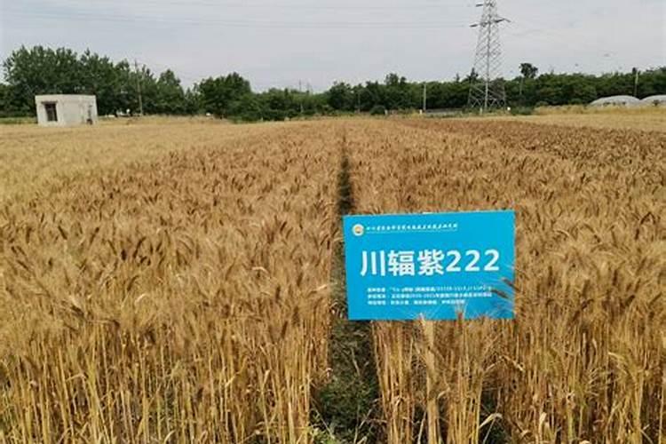 小麦喜迎丰收年!4亩地卖8143元,除去种植成本,净利润有多少？百度...