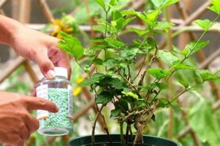 催花用什么肥料最好,自制催花的花肥
