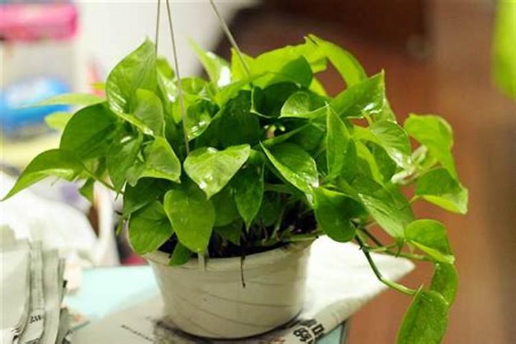 绿萝什么季节施肥最好