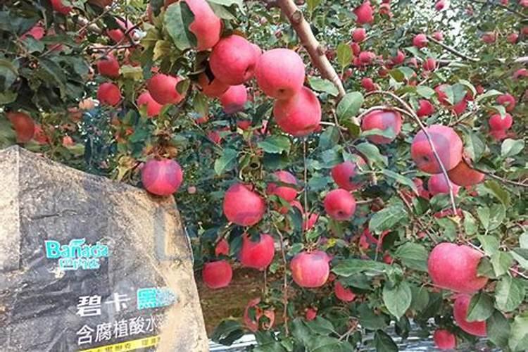 大量元素水溶肥哪个品牌好