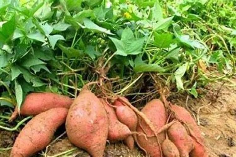 番薯种植需要什么条件 附种植方法