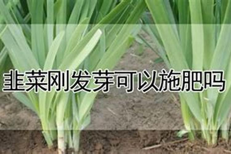 韭菜收割后,为保证韭菜快速长出新茬,可不可以直接用粪水浇灌呢？