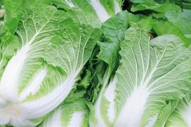 种白菜用什么肥料最好