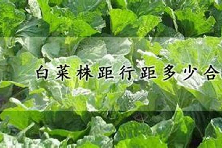 种白菜用什么肥料最好