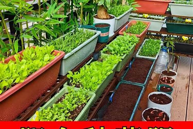 家庭种植蔬菜用什么做肥料？