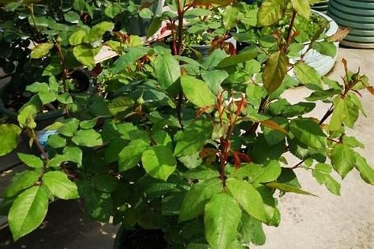 鱼蛋白水溶肥可以浇什么花？