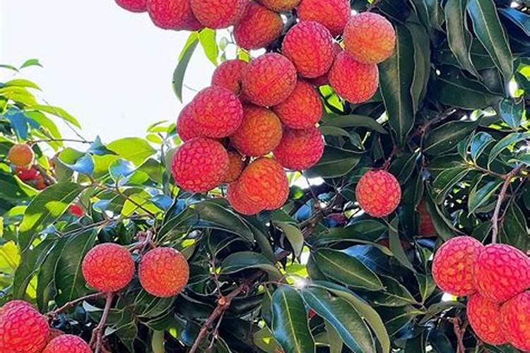 桂味荔枝打什么药催花