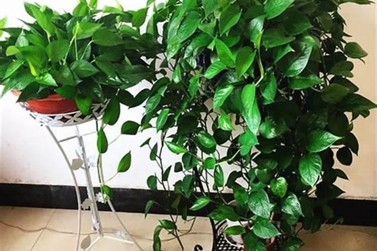 水培绿萝用什么肥料最好呢