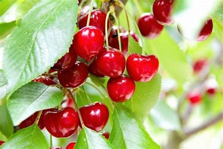 棉花追肥用什么肥料好