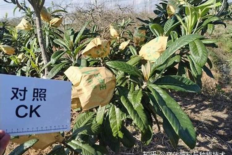 什么肥料对枇杷树的生长最为有利