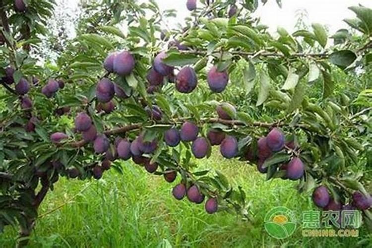 种植西梅李子田园种植好还是旱地种植好？