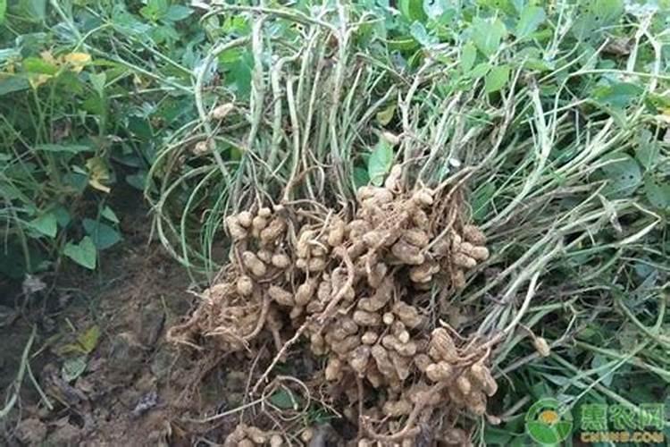 花生需要打叶面肥吗,花生叶面肥选择及使用方法