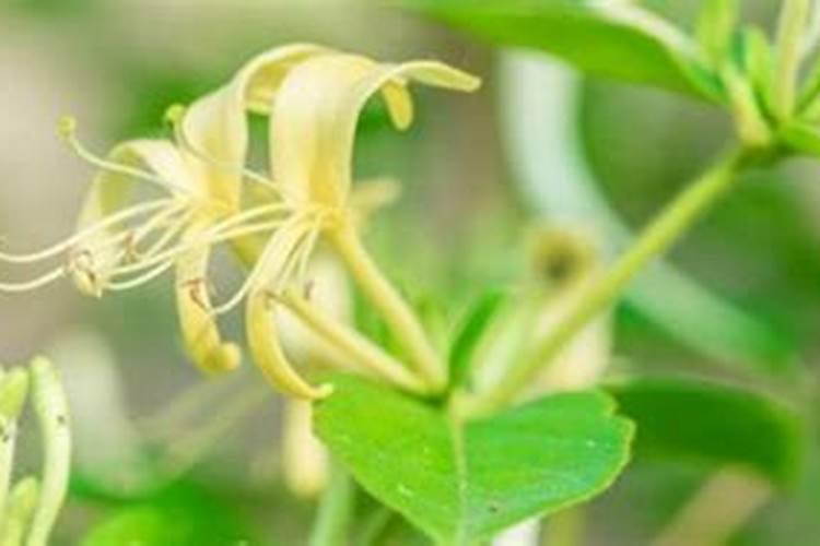 金银花不开花的原因