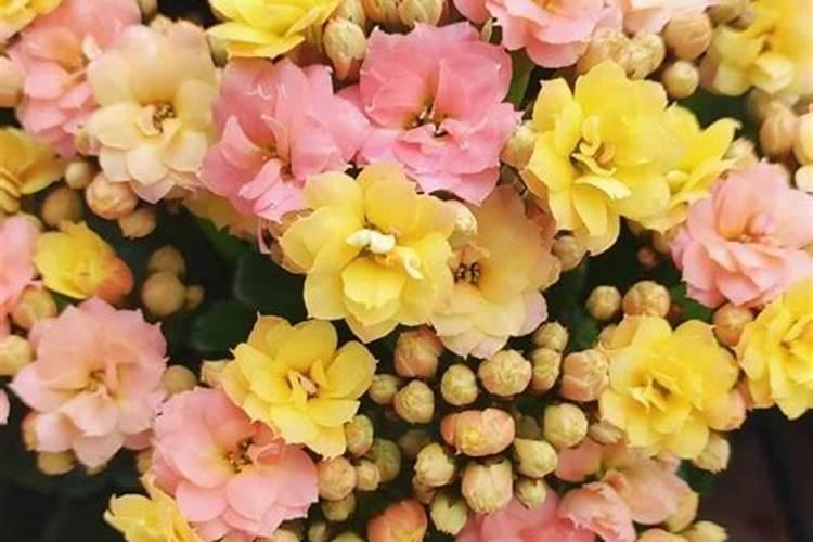 新买的栀子花,可以晒太阳吗