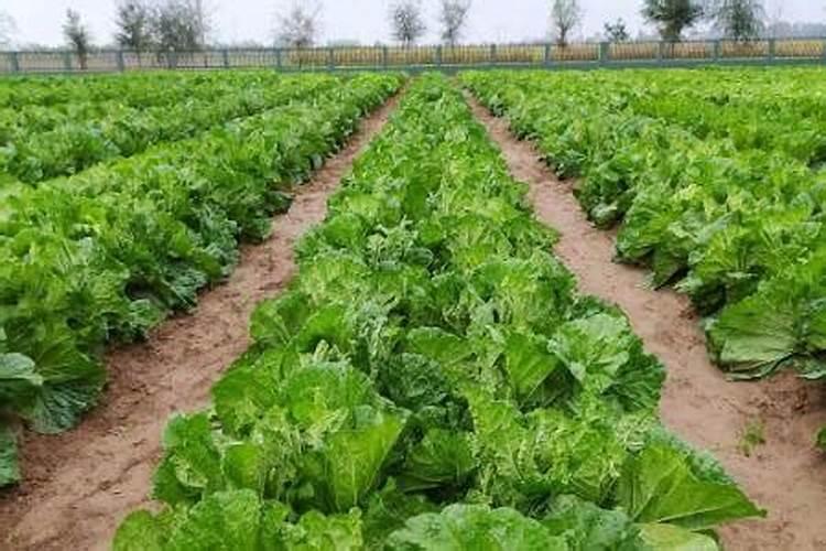 大白菜苗一窝放多少复合肥