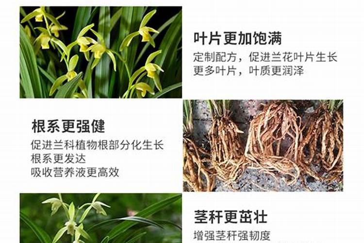 花生什么时候打钙肥