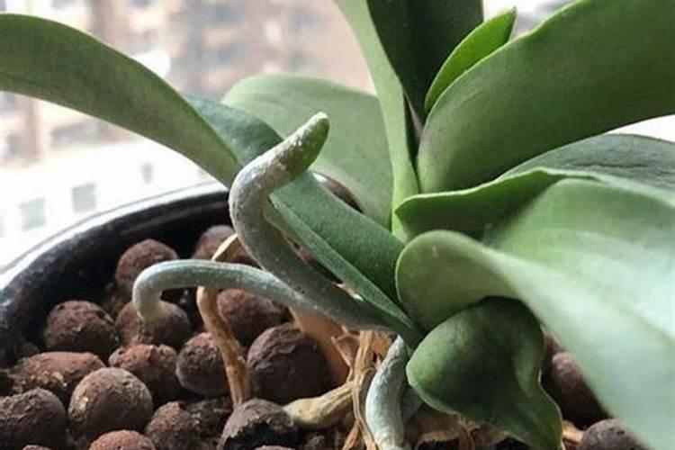 红糖和尿素浇蝴蝶兰好不好？