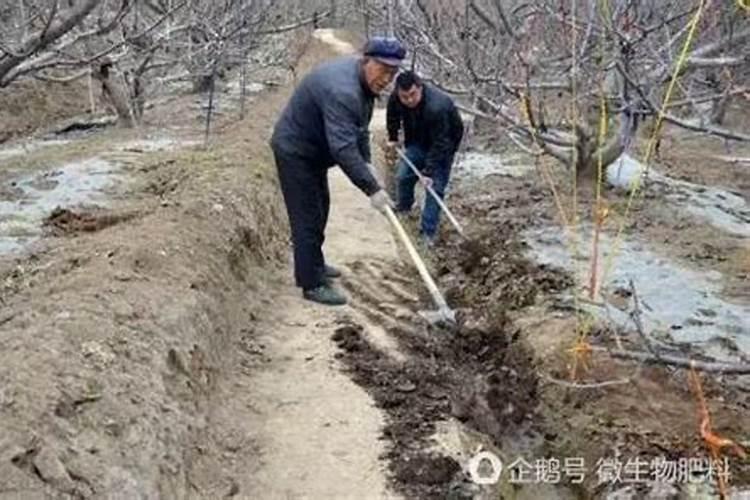 复合肥下多了树会不会死