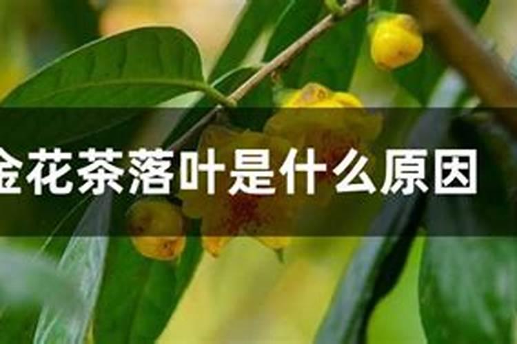 金花茶为什么叶尖发焦
