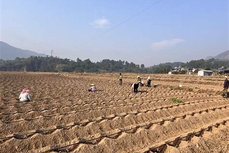烤烟种植技术与方法