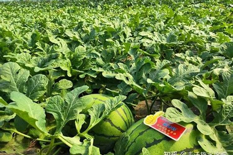 西瓜施什么水溶肥？