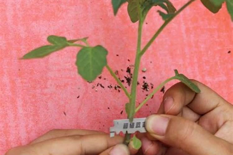 茄子苗期可以施尿素吗