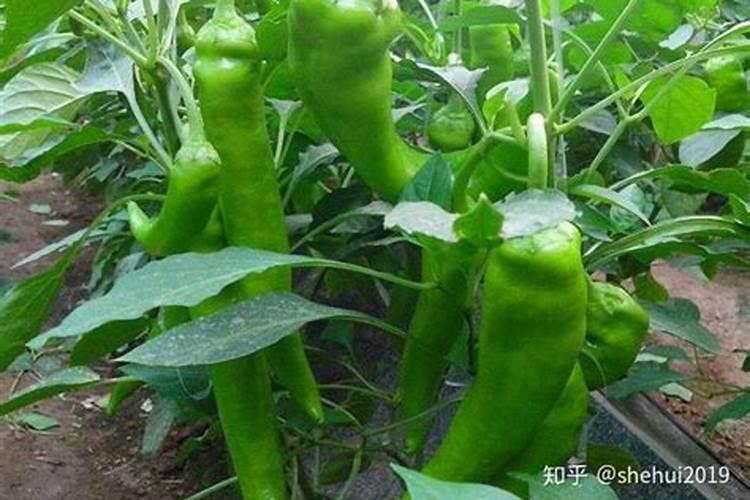 辣椒施肥的正确方法