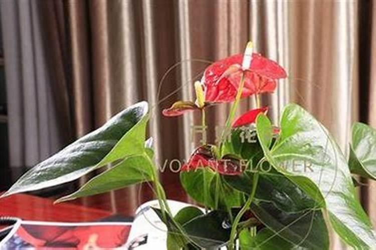 火鹤花怎么浇水 火鹤花怎么浇水施肥