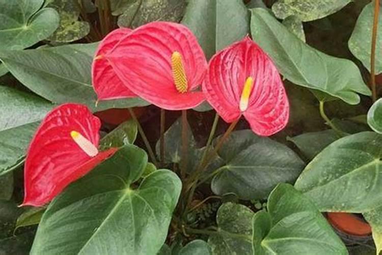 火鹤花怎么施肥