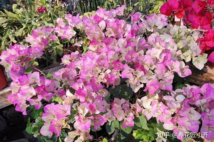 蟹爪兰开花应该用什么肥料