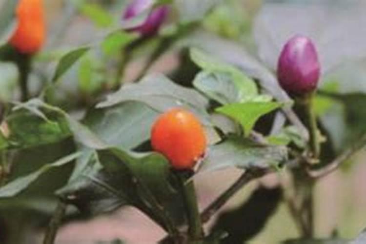 七彩彩椒种植如何管理及防病？