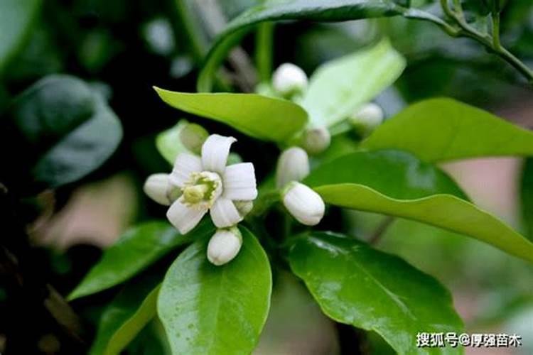 甜瓜育苗时间及育苗方法