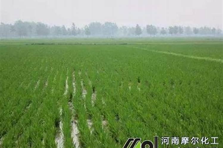东北水稻施肥方法和用量有哪些
