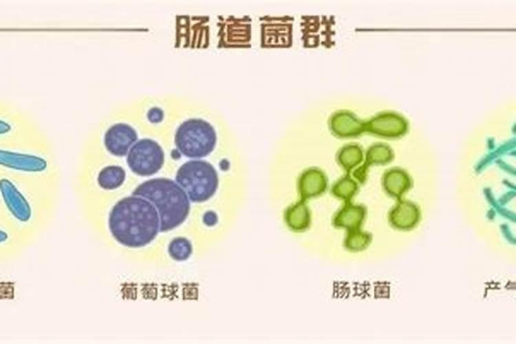 羊却菌怎样种植,需要些什么东西