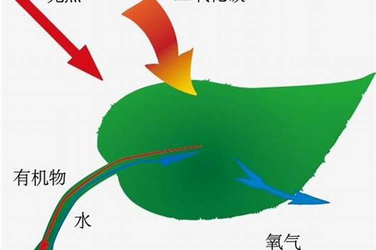 植物共生固氮真菌
