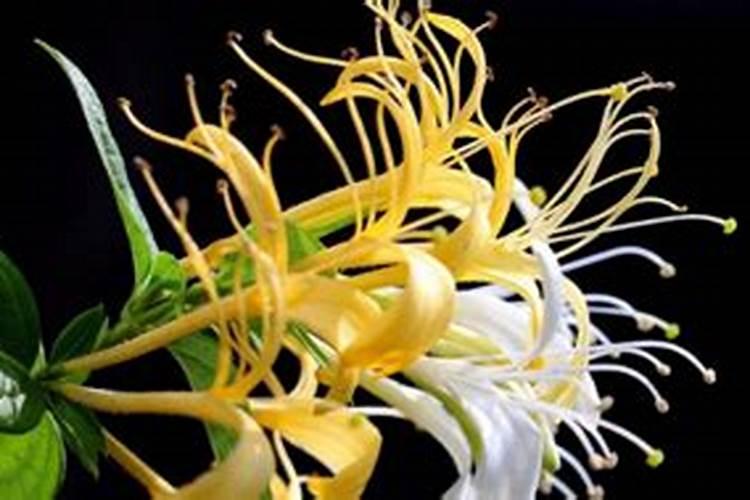春天金银花怎样施肥,冬天可以施肥吗