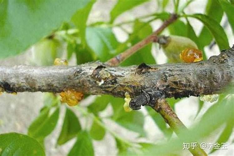 核桃掉果用啥药 核桃掉果的原因
