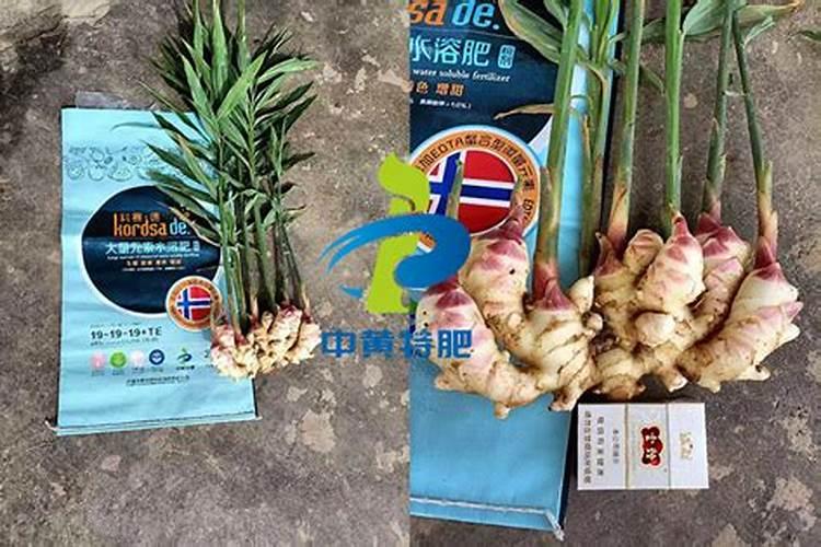 种植生姜用什么肥料最好？